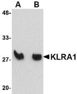 KLRA1 Antibody - BSA Free, Novus Biologicals 0.025 mg, Unconjugated:Antibodies,