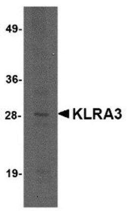 klra3 Antibody - BSA Free, Novus Biologicals 0.025 mg | Buy Online | Novus Biologicals | Fisher Scientific