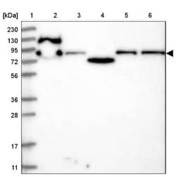 KLRAQ1 Antibody, Novus Biologicals:Antibodies:Primary Antibodies