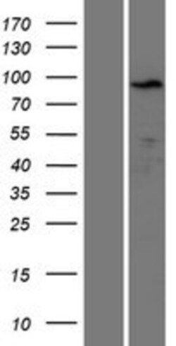 Novus Biologicals&trade;&nbsp;KLRAQ1 Overexpression Lysate