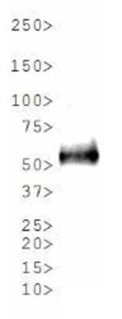KMT1A/SUV39H1 Antibody, Novus Biologicals 0.1mL; Unlabeled:Antibodies,