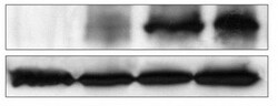 KMT1A/SUV39H1 Antibody, Novus Biologicals 0.1mL; Unlabeled:Antibodies,