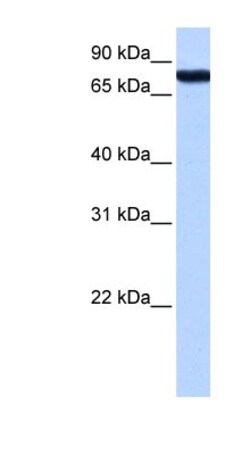 KOX2 Antibody, Novus Biologicals 20&mu;L; Unlabeled:Antibodies, Polyclonal