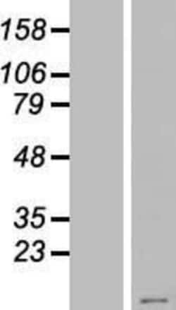 Novus Biologicals&trade;&nbsp;KRTAP23-1 Overexpression Lysate