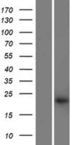 Novus Biologicals&trade;&nbsp;KRTAP27-1 Overexpression Lysate