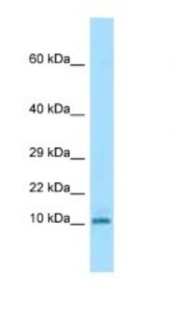 KRTAP3-3 Antibody, Novus Biologicals 20&mu;L; Unlabeled:Antibodies, Polyclonal
