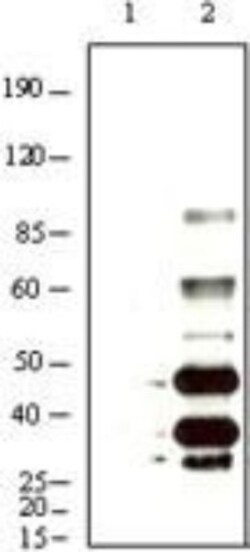 KSHV K8 Antibody (8C12G10G1), Novus Biologicals 0.1 mL | Buy Online | Novus Biologicals | Fisher Scientific