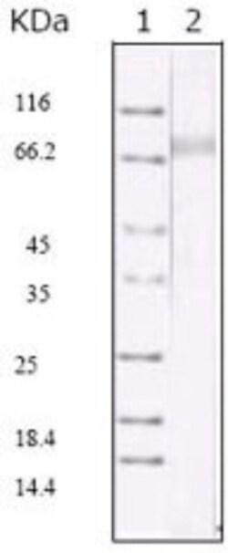 KSHV ORF45 Antibody (2D4A5), Novus Biologicals:Antibodies:Primary Antibodies