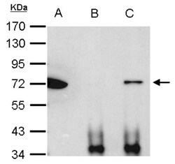 Ku70/XRCC6 Antibody, Novus Biologicals 0.1 mL | Buy Online | Novus Biologicals | Fisher Scientific