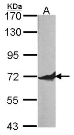 Ku70/XRCC6 Antibody, Novus Biologicals 0.1 mL | Buy Online | Novus Biologicals | Fisher Scientific