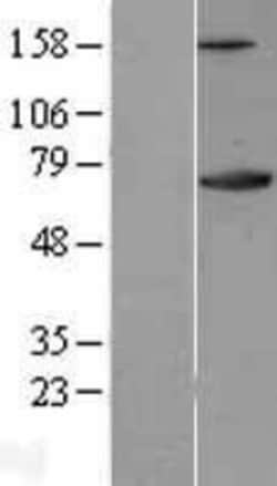 Novus Biologicals&trade;&nbsp;Ku70/XRCC6 Overexpression Lysate