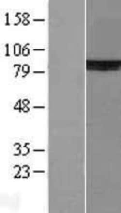Novus Biologicals™ Ku80/XRCC5 Overexpression Lysate