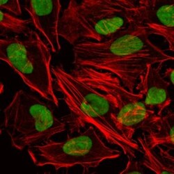 Ku80/XRCC5 Antibody (5C5), Novus Biologicals 0.1mL; Unlabeled:Antibodies,