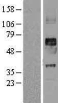 Novus Biologicals™ Kv1.2 Overexpression Lysate