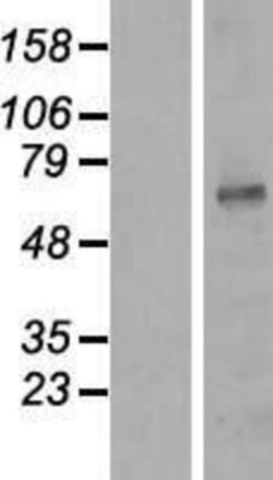 Novus Biologicals&trade;&nbsp;Kv1.3 Overexpression Lysate