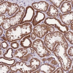 Kv12.2 Antibody, Novus Biologicals 0.1mL; Unlabeled:Antibodies, Polyclonal