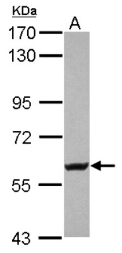 Kv4.2 Antibody, Novus Biologicals 0.1mL; Unlabeled:Antibodies, Polyclonal