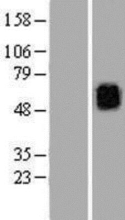 Novus Biologicals™ Kv6.3 Overexpression Lysate