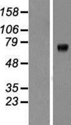 Novus Biologicals™ Kv7.1 Overexpression Lysate