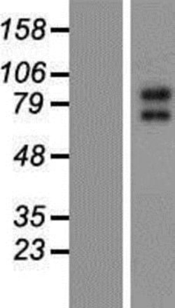 Novus Biologicals&trade;&nbsp;Kv7.2 Overexpression Lysate