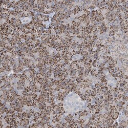 Kv8.2 Antibody, Novus Biologicals 25 &mu;L; Unlabeled:Antibodies, Polyclonal