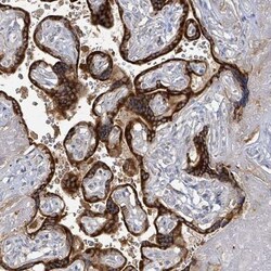 Kv9.2 Antibody, Novus Biologicals:Antibodies:Primary Antibodies