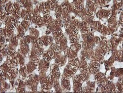 KvBeta1 Antibody (OTI4E7), Novus Biologicals 0.1mL; Unlabeled:Antibodies,