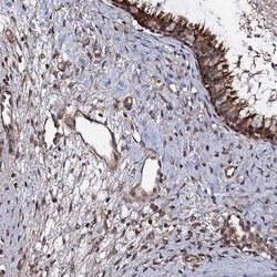 KxDL motif containing 1 Antibody, Novus Biologicals 0.1mL; Unlabeled:Antibodies,