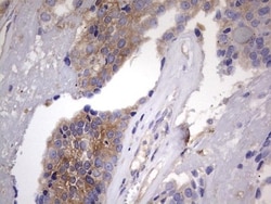 Kynureninase Antibody (OTI1H1), Novus Biologicals 0.1mL; Unlabeled:Antibodies,