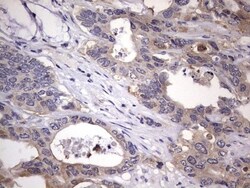 Kynureninase Antibody (OTI1H1), Novus Biologicals 0.1mL; Unlabeled:Antibodies,