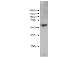 Kynurenine 3-Monooxygenase/KMO Antibody, Novus Biologicals 0.1mg; Unlabeled:Antibodies,
