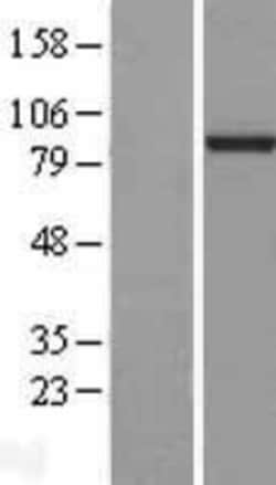 Novus Biologicals&trade;&nbsp;L3MBTL3 Overexpression Lysate