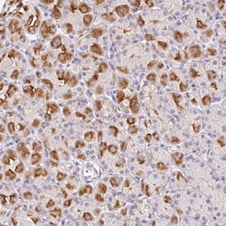 L3MBTL4 Antibody, Novus Biologicals 25 &mu;L, Unlabeled:Antibodies, Polyclonal