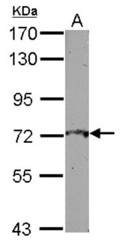 L3MBTL4 Antibody, Novus Biologicals 0.1mL; Unlabeled:Antibodies, Polyclonal