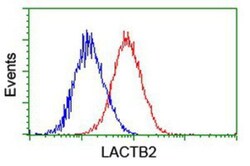 lactamase, beta 2 Antibody (OTI2F9), Novus Biologicals 0.1mL; Unlabeled:Antibodies,