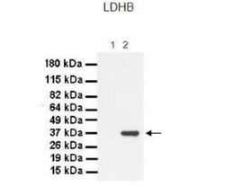 Lactate Dehydrogenase B Antibody, Novus Biologicals 0.05mg; Unlabeled:Antibodies,