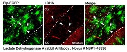 Lactate Dehydrogenase A/LDHA Antibody - BSA Free, Novus Biologicals:Antibodies:Primary
