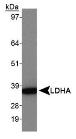 Lactate Dehydrogenase A/LDHA Antibody - BSA Free, Novus Biologicals:Antibodies:Primary