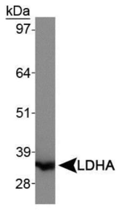 Lactate Dehydrogenase A/LDHA Antibody - BSA Free, Novus Biologicals:Antibodies:Primary