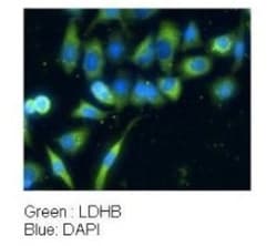 Lactate Dehydrogenase B Antibody, Novus Biologicals 0.05mg; Unlabeled:Antibodies,