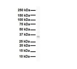 Lactate Dehydrogenase B Antibody, Novus Biologicals 0.05mg; Unlabeled:Antibodies,