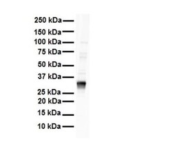 Lactate Dehydrogenase B Antibody, Novus Biologicals 0.05mg; Unlabeled:Antibodies,