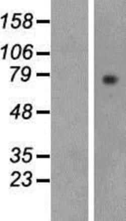 Novus Biologicals&trade;&nbsp;Lactoperoxidase Overexpression Lysate