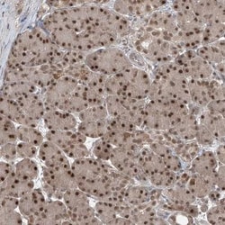 LAGE3 Antibody, Novus Biologicals:Antibodies:Primary Antibodies