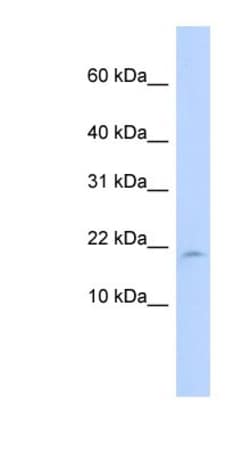 LAIR2 Antibody, Novus Biologicals 100 &mu;L | Buy Online | Novus Biologicals | Fisher Scientific