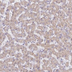 LAMC3 Antibody, Novus Biologicals 0.1mL; Unlabeled:Antibodies, Polyclonal