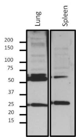 Lamin A + C Antibody (mab636), Novus Biologicals 50 &mu;L, Unconjugated:Antibodies,