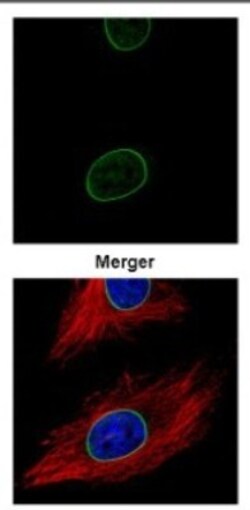 Lamin A + C Antibody, Novus Biologicals 0.1mL; Unlabeled:Antibodies, Polyclonal