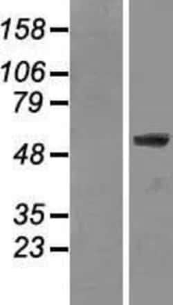 Novus Biologicals&trade;&nbsp;Lamin A + C Overexpression Lysate