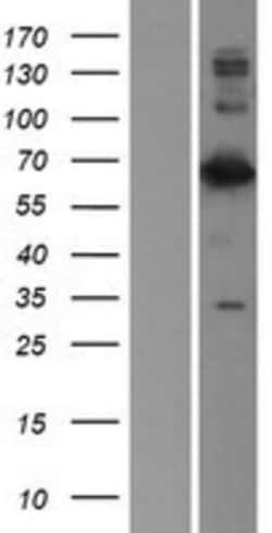 Novus Biologicals&trade;&nbsp;Lamin B2 Overexpression Lysate